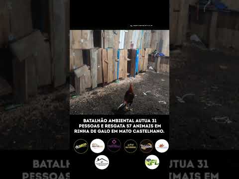 BATALHÃO AMBIENTAL AUTUA 31 PESSOAS E RESGATA 57 ANIMAIS EM RINHA DE GALO EM MATO CASTELHANO