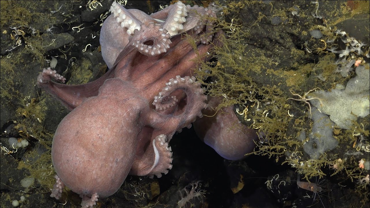 Odyssey Origins | Octopus Odyssey - Week 1