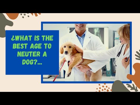 🐕 ¿What Is The Best Age To Neuter a Dog? 🐕
