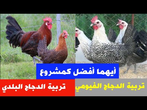 , title : 'هدية للمبتدئين: أيهما أفضل تربية الدجاج البلدي ام الدجاج الفيومي ؟'