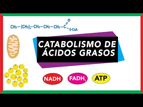 Fatty Acid Catabolism [Mobilization, Activation, and Beta-Oxidation] | Biochemistry