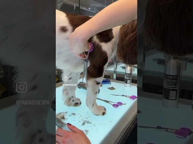 Vídeo relacionado con English Springer Spaniel Rompecabezas 300 Piezas Cartón para Expertos Mejora Atención para Semana Santa Garantía Satisfacción Más Vendido 300 PCS