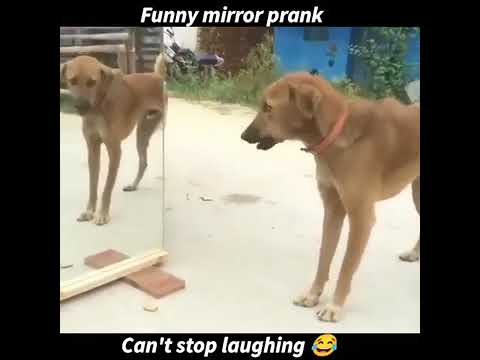 darpan me dog comedy video