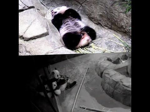 Xiao Qi Ji and Mei Xiang 🐼🐼🐾🐾 12/21/2020