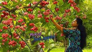 Java apples! as a jammy filler for my Custard cloud Pudding &amp; made Pink Cordial too | Traditional Me