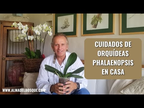 , title : 'Cuidados de orquídeas Phalaenopsis en casa'