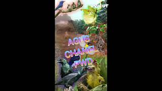 Download lagu Kompilasi pikat pleci,kemade,sirtu mp3