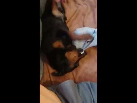 Miniature pinscher Mukhtar tearing the jacket