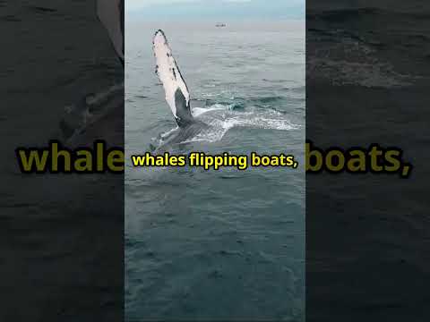 The Most Dangerous Job Ever!  ||  The Perils of 1800s Whaling!  ||  QuickBytes