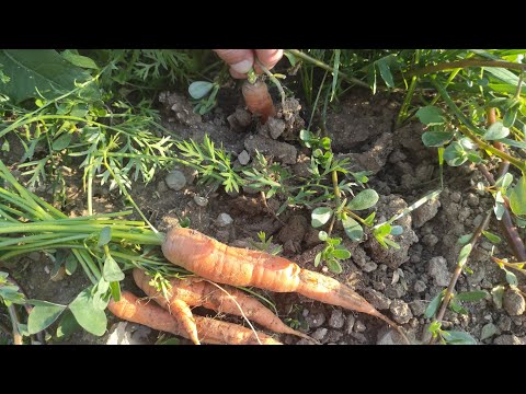 😱Mira 😱lo que hice con unas ZANAHORIAS 🥕