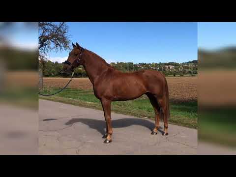 8y. Wallach/gelding v. Stolzenberg