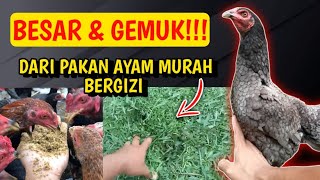 Download lagu BIG AND FAT!!! MAKE CHEAP, NUTRITIOUS CHICKEN FEED FROM HIGH-PROTEIN GRASS mp3