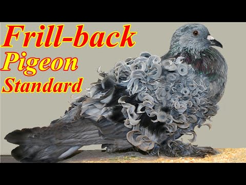 , title : 'Frill Back Pigeon Information | Standard, Characteristics, Color, Uses, Appearance | Documentary'