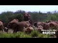 Elephant S Mating