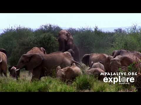 Elephants mating