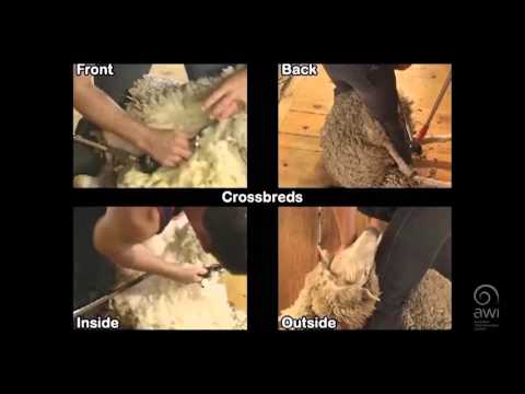 AWI Novice - Multi-Angle Guide - Crossbreds