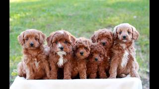 Video preview image #1 Cavapoo (Miniature) Puppy For Sale in LITITZ, PA, USA