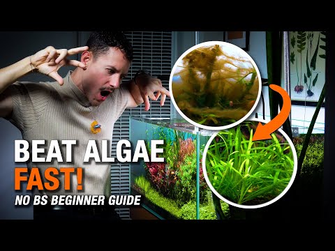 How to Fix Aquarium Algae FAST (Beginner-Friendly Guide)