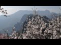 Sakura Arr For Ukulele