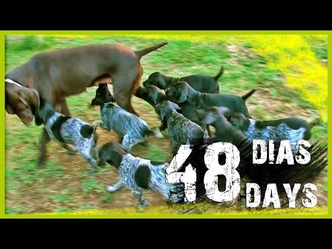 CACHORROS de BRACO ALEMAN con 48 DIAS | DEUTSCH KURZHAAR (GSP) PUPPIES 48 DAYS