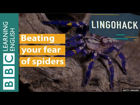 打敗你對蜘蛛的恐懼 - Lingohack (Beating your fear of spiders - Lingohack)