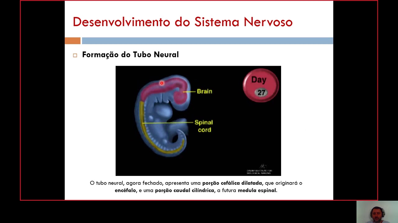 (Semestre 3A) Aula 01  Desenvolvimento do Sistema Nervoso part 1