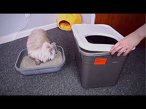 How To Train A Cat To Use A New Litter Box | plus top entry litter box review