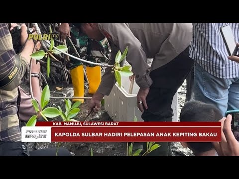 PRESISI UPDATE : KAPOLDA SULBAR HADIRI PELEPASAN ANAK KEPITING PELESTARIAN MANGROVE 19/08/2024 10.00