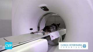 preview picture of video 'TAC  - Clinica Veterinaria Parabiago Milano'