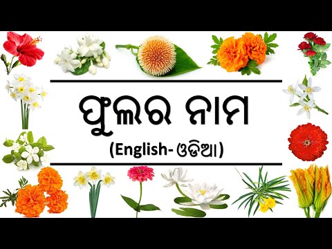 Flowers name in odia|| 50+ flowers name in odia||phulara nama odia to english||oktv||odisha kids tv