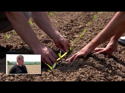 Kukuruz DKC 4717 za visok i stabilan prinos - U nasem ataru 780