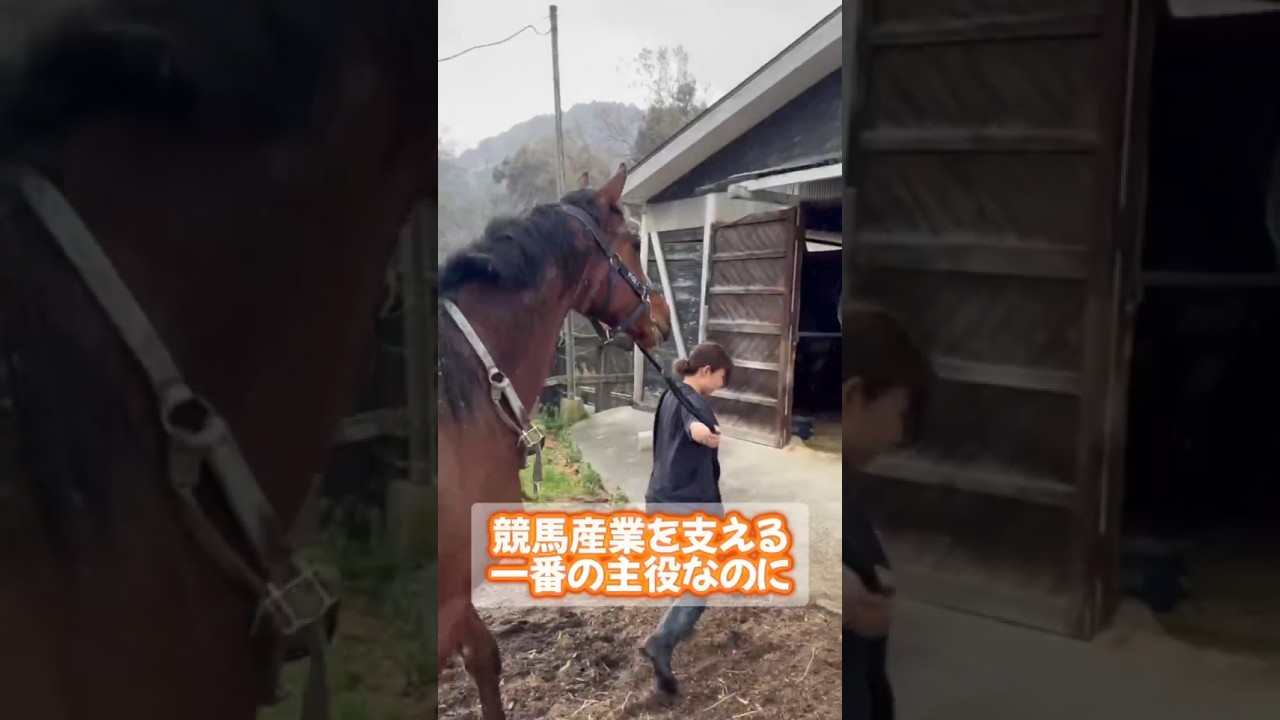 【2026.04.03】肥育場からの52頭目の保護！1歳になったばかりの子馬ちゃん～、生きるために生まれたんだから、、、。#引退馬 #horse #馬のいる生活 #動物 #保護活動 #競走馬