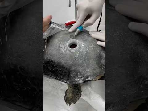 Turtle Shell Repair 😷 #goodtoknow #educational #vet #medicine #funfacts #lifehacks #survival #skill