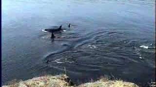 preview picture of video 'Galiano Island Orcas Video 1'