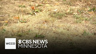 How Minnesota's current drought compares to others in the past