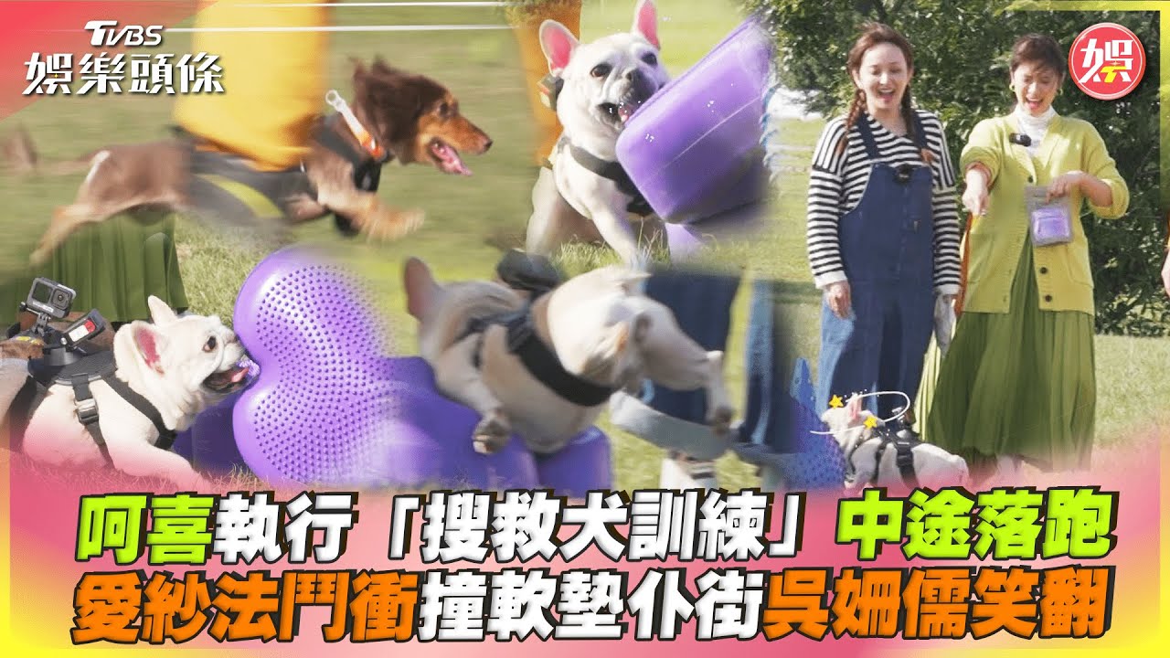 影音/吳姍儒愛犬執行「搜救犬訓練」中途落跑 愛紗法鬥仆街