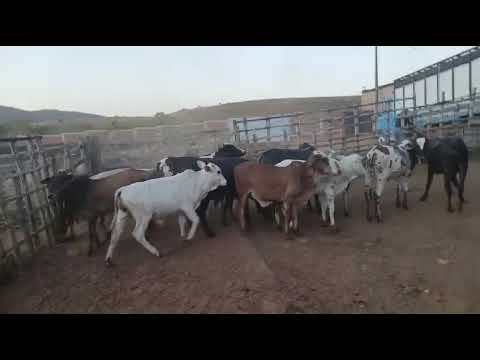 ➡️ *PROMOÇÃO 14 Garrotes: 2.300 reais cada em Serraria/ Paraíba. Whatsapp 84 99810 2784*#vaca #gado 