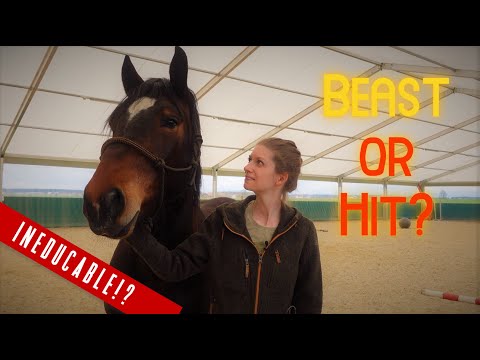 Look at him!🐴 My draft horse has totally transformed 😍