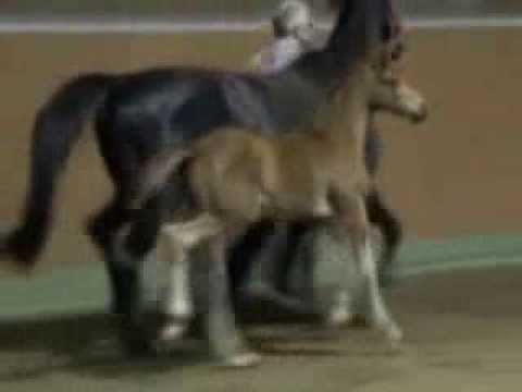 Lenchen Lampe 04/11 (L`Espoir - Donnerschwee - Romancier geb.2011)