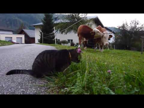 Katz und Kuh beim Grasfressen