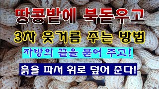 [텃밭농부 2,007]  땅콩 북돋우기 방법과 3차 웃거름 주는 방법. #땅콩재배