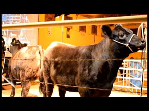 AGRO 5 - AGRONORTETv - CORTO . RUBETA - VIENTRES SUPREMOS 2017-