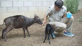 Duiker Calf Born - Experienced Dad Steps in to Assist First-time Mom with Baby