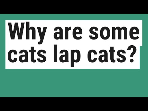 Why are some cats lap cats?