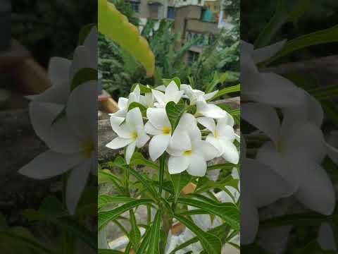 Beautiful✨Plumeria flowers🌼 from my little garden🌱