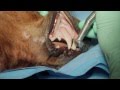 Veterinary Dental Maxillary Canine Tooth Extraction In A Dog