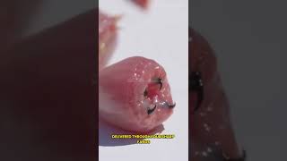 Venomous Nightmare: The Bloodworm | Nature's Deadliest Bristle