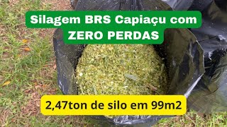 #2- Silagem Econômica do BRS Capiaçu e com ZERO perdas!