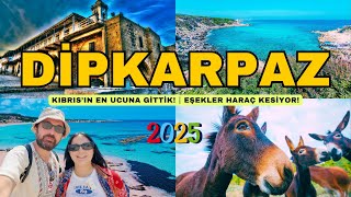 DİPKARPAZ ⎮ Kıbrıs'ın En Ucuna Gittik! ⎮ Eşekler Haraç Kesiyor! #kıbrıs #dipkarpaz #karpaz #kibris
