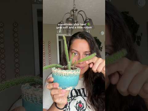 How to save a rotting cactus #cactus #planthealth #plantcare